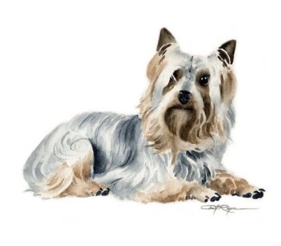 Silky Terrier,Yorkshire Terrier,Aus,ralian Terrier