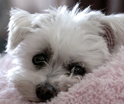 Maltese, Maltese Sleeve Dog,Melita,Melitaie dog,Roman Ladies' dog, Shock Dog, Spaniel Gentle