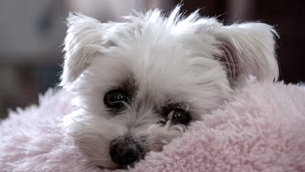 Maltese, Maltese Sleeve Dog,Melita,Melitaie dog,Roman Ladies' dog, Shock Dog, Spaniel Gentle