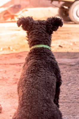 Pumi