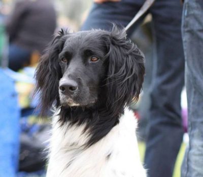 Large Munsterlander,gun dog, hunting dog