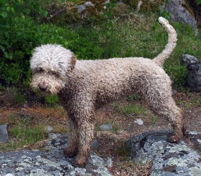 Lagotto Romagnolo,coat,grooming