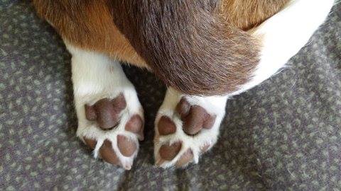Beagle, Foxhound,Hamiltonstövare, tail, brush,stern, color,beagle tail, limp tail