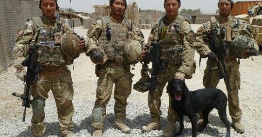 Military Dog, War Dog, Labrador Retriever, Dicken Medal, Hobo, Gurkha,Royal Gurkha Rifles