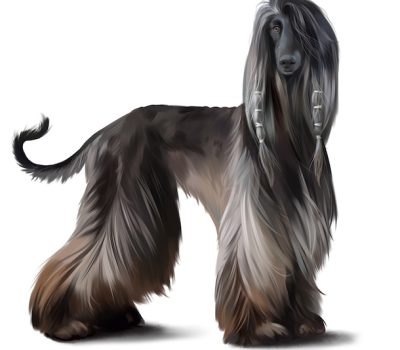 Afghan Hound, coat, saddle,