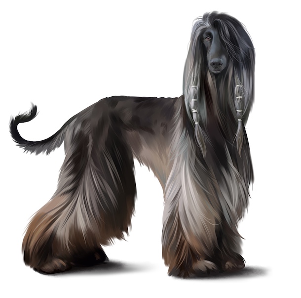 Afghan Hound, coat, saddle,