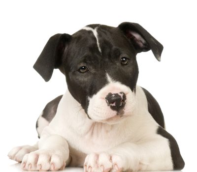 Staffordshire Terrier,Staffie,Bulldog,Half and Half,Bull-and-Terrier Dog,Staffordshire Bull Terrier