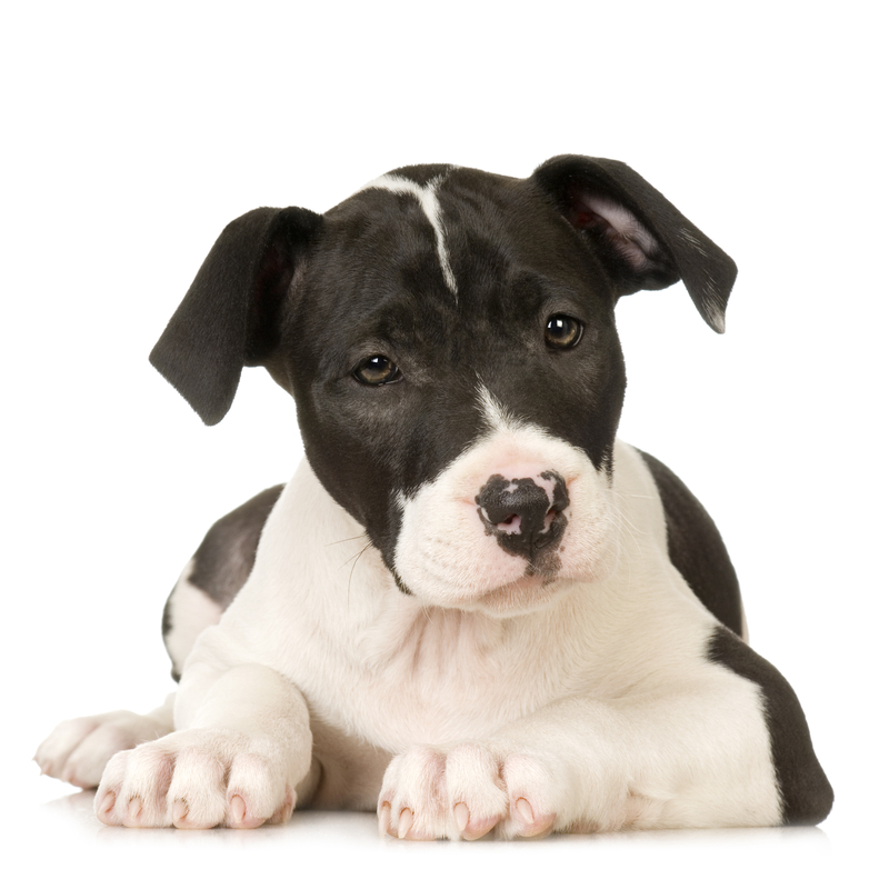 Staffordshire Terrier,Staffie,Bulldog,Half and Half,Bull-and-Terrier Dog,Staffordshire Bull Terrier