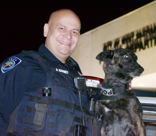 Dutch Shepherd,military,police dog