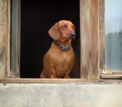 Dachshund, Cole Porter, music