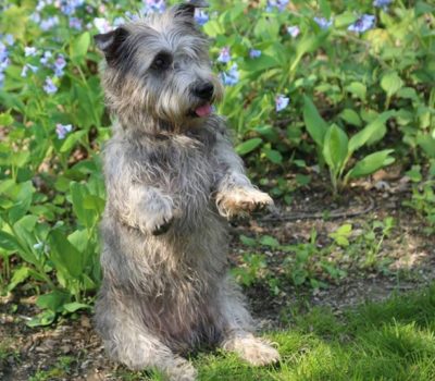 Glen of Imaal Terrier,Glen sit,