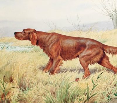 Irish Setter,Kathy Parrott