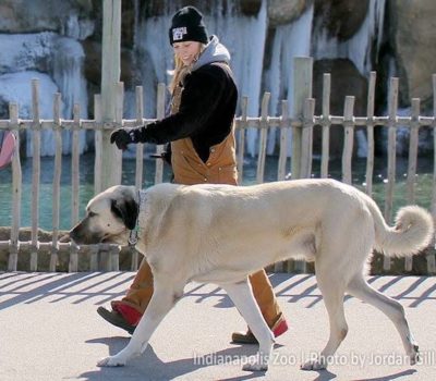 Kangal, Cheetah Conservation Fund,Livestock Guardian Dog