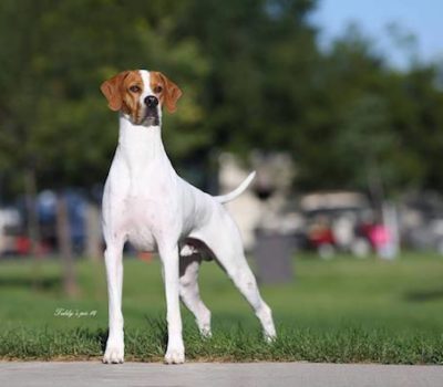 nickname, Pointer, English Pointer,Spanish Pointer