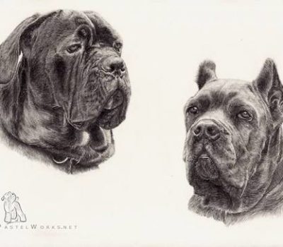 Cane Corso, Italian Mastiff, Italian Corso, Corso,