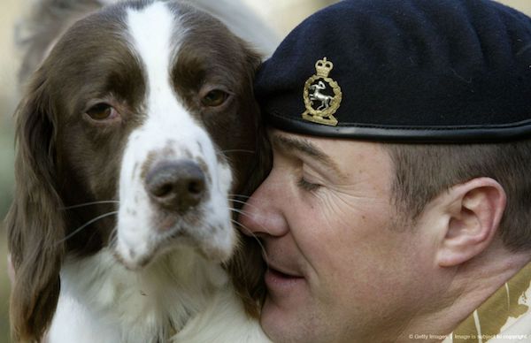 English Springer Spaniel,Dicken Meda,war dog, military dog,Corporal Liam Tasker,Sergeant Danny Morgan