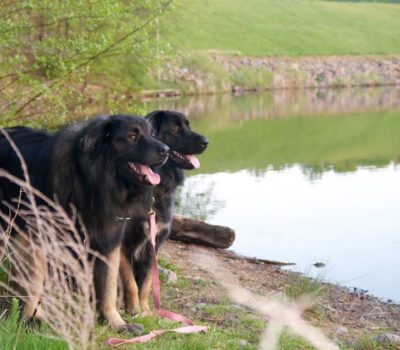 Livestock Guardian Dog