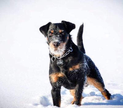 Jagdterrier,Richard Reynolds,Dan Sayers,German Hunting Terrier