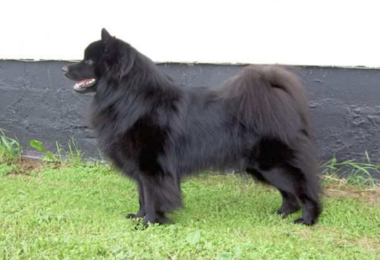 Swedish Lapphund