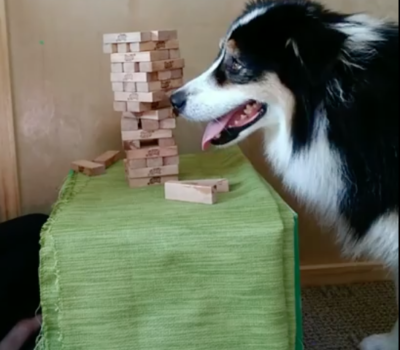 Australian Shepherd, Jenga, Secret,