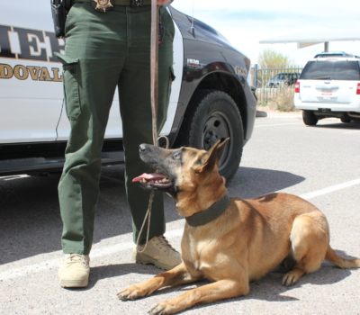 Belgian Laekenois, Belgian Malinois, war dog, military dog, police dog