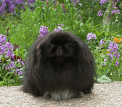 Pekingese,color, Paris HIlton,Dowager Empress Cixi