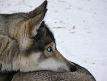 blue eyes, eyes, genetics,Siberian Husky
