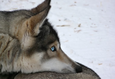 blue eyes, eyes, genetics,Siberian Husky