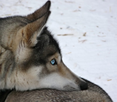 blue eyes, eyes, genetics,Siberian Husky