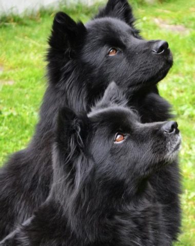 Swedish Lapphund,National dog of Sweden, Sami,