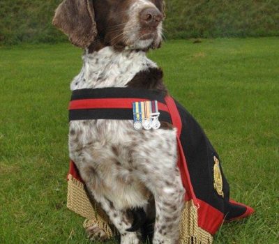 English Springer Spaniel,Dicken Meda,war dog, military dog,Corporal Liam Tasker,Sergeant Danny Morgan