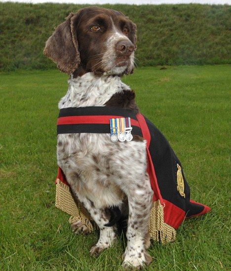 English Springer Spaniel,Dicken Meda,war dog, military dog,Corporal Liam Tasker,Sergeant Danny Morgan