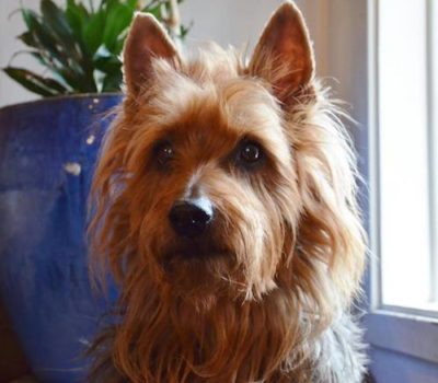 Norwich Terrier,Soft Coated Wheaten Terrier,Australian Terrier,Scottish Terrier,AKC