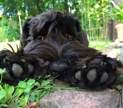  Black Russian Terrier, paws