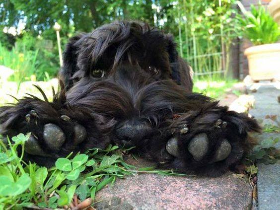  Black Russian Terrier, paws