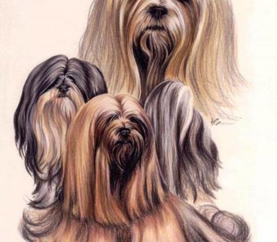 Lhasa Apso,Lhasa Terrier,Tibetan Apso