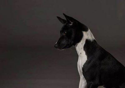 Basenji,vocalization, bark, barroo,yodel