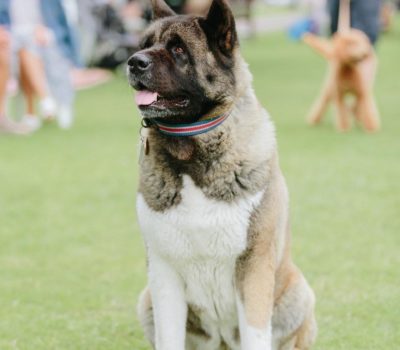 Akita,Not Just Another Pretty Face,Service Dog,Tobias Menzies