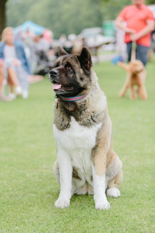 Akita,Not Just Another Pretty Face,Service Dog,Tobias Menzies