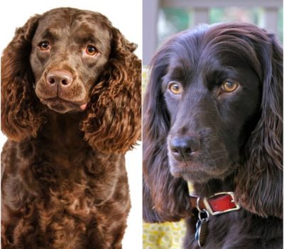 American Water Spaniel,Boykin Spaniel