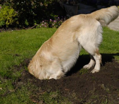 earthdog,title, AKC,Border Terrier, Dachshund