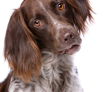 Small Munsterlander,gun dog