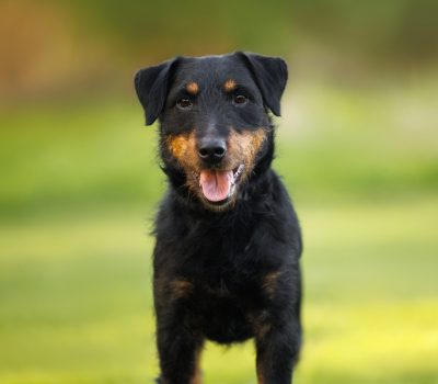 Jagdterrier,Richard Reynolds,Dan Sayers,German Hunting Terrier