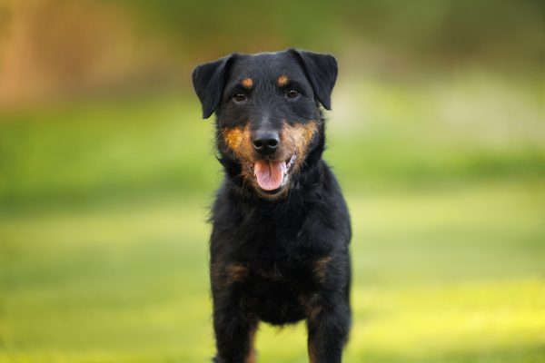 Jagdterrier,Richard Reynolds,Dan Sayers,German Hunting Terrier