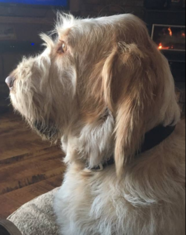 Spinone Italiano, head, type