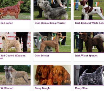 Glen of Imaal Terrier,Irish Water Spaniel, Irish Setter,,Irish Red and White Setter,Soft Coated Wheaten Terrier, Irish Wolfhound, Irish Terrier, Kerry Blue Terrier, Kerry Beagle, Gadharchumann na hÉireann