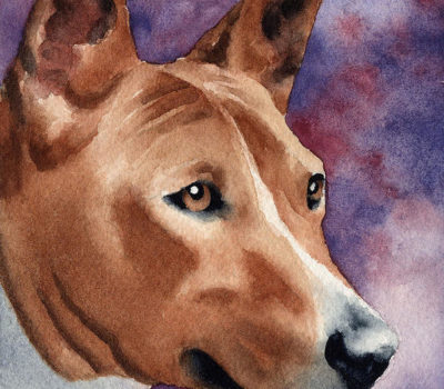 Basenji,African Barkless Dog, African Bush Dog, Congo Dog,M'bwa m'kube M'bwa wamwitu,skin,wrinkle