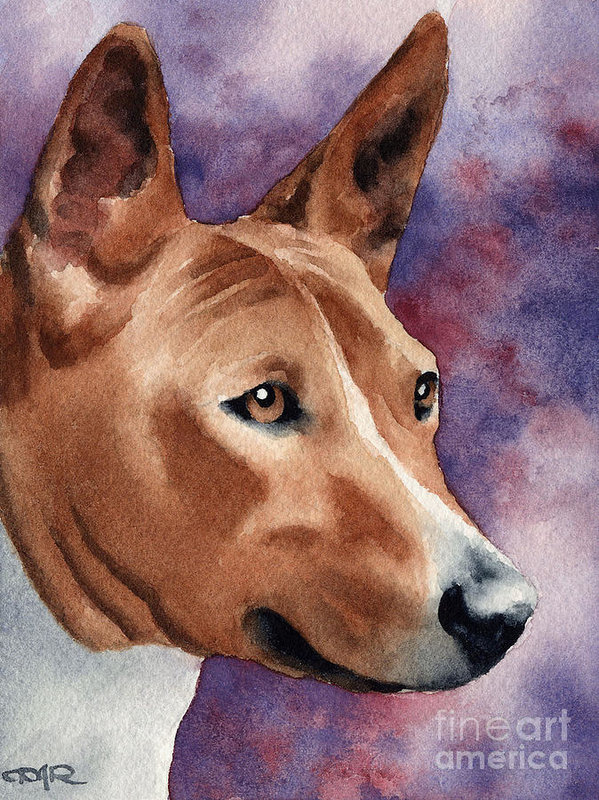 Basenji,African Barkless Dog, African Bush Dog, Congo Dog,M'bwa m'kube M'bwa wamwitu,skin,wrinkle