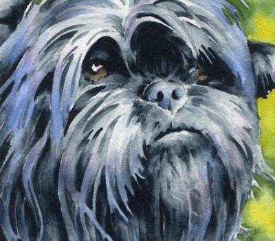 eyes, Affenpinscher