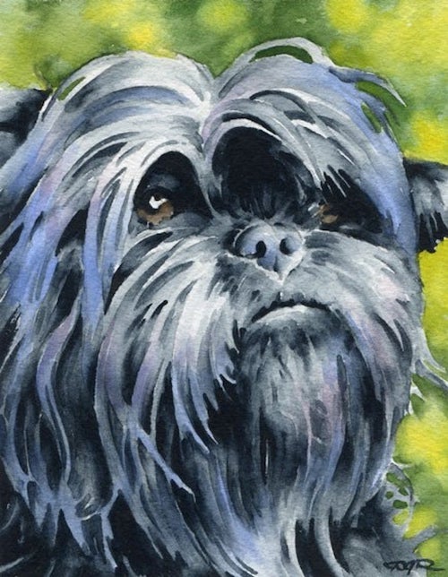 eyes, Affenpinscher